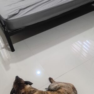 when pets rule the house