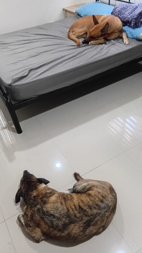 when pets rule the house